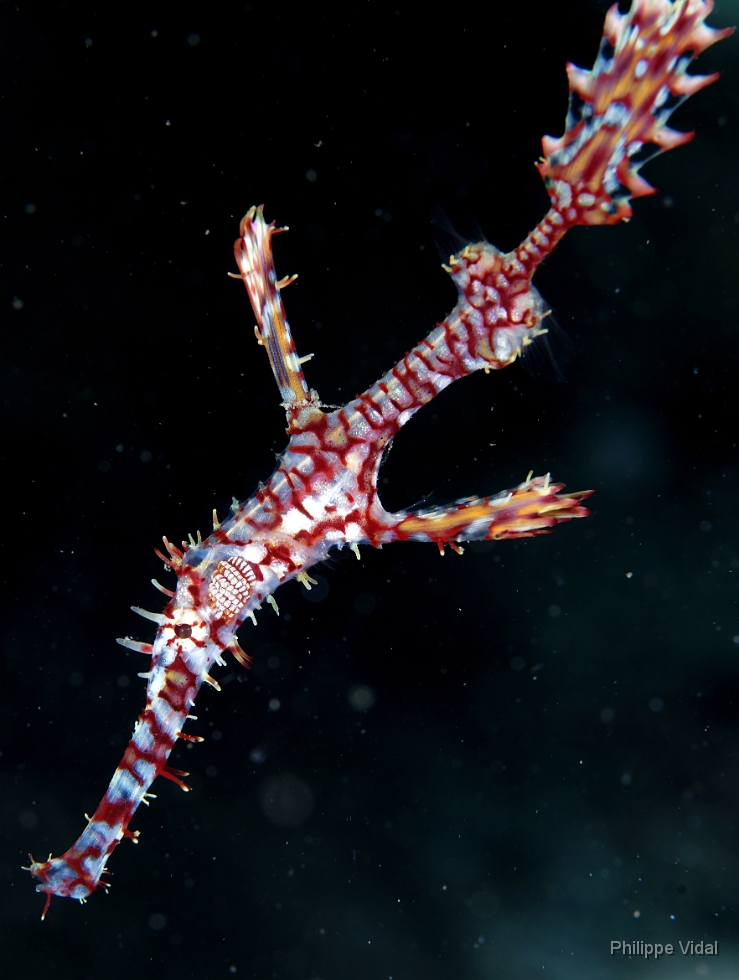Birmanie - Mergui - 2018 - DSC02982 - Ornate Ghost pipefish - poisson-fantome ornemente - Solenostomus paradoxus.JPG